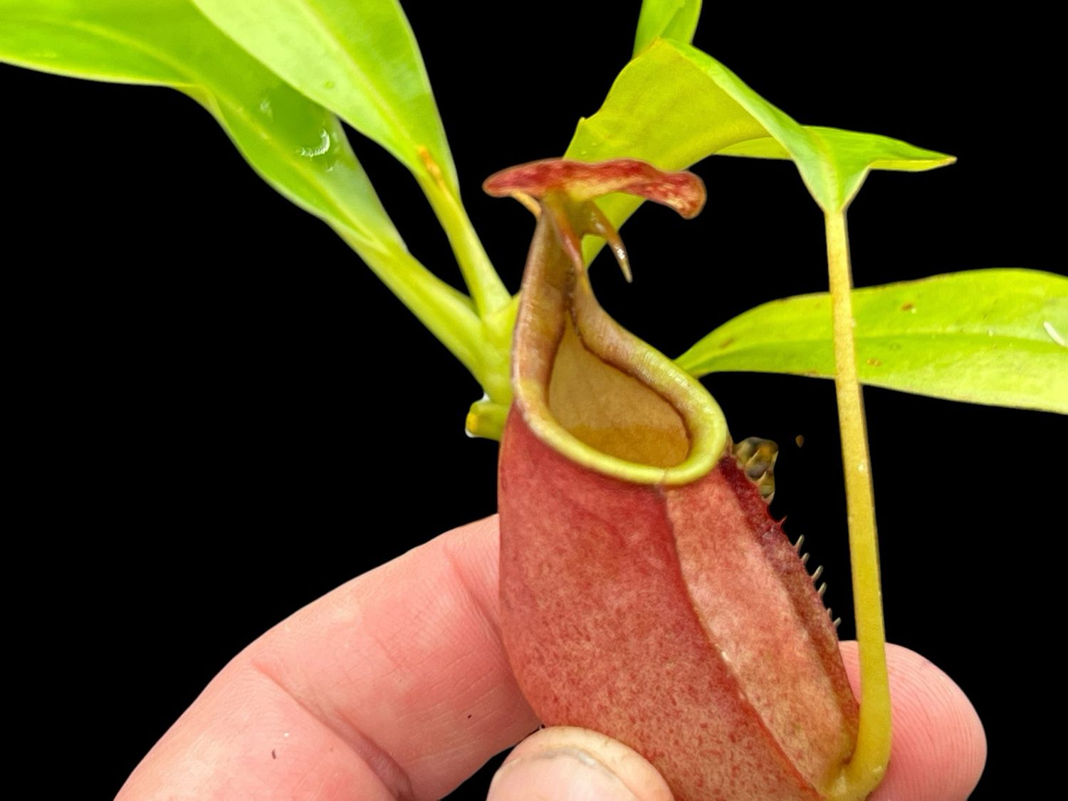 Nepenthes bicalcarata - Red Form