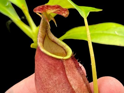 Nepenthes bicalcarata - Stunning Yellow/Orange Pitchers! 