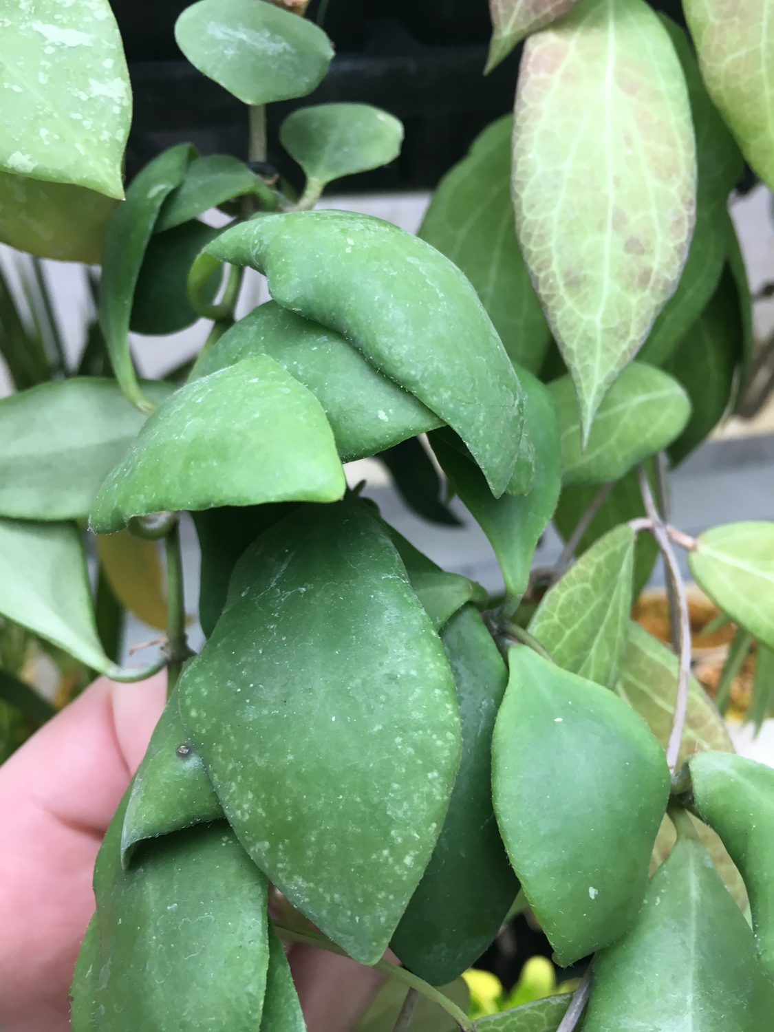 Hoya brevialata (Unrooted Cutting)