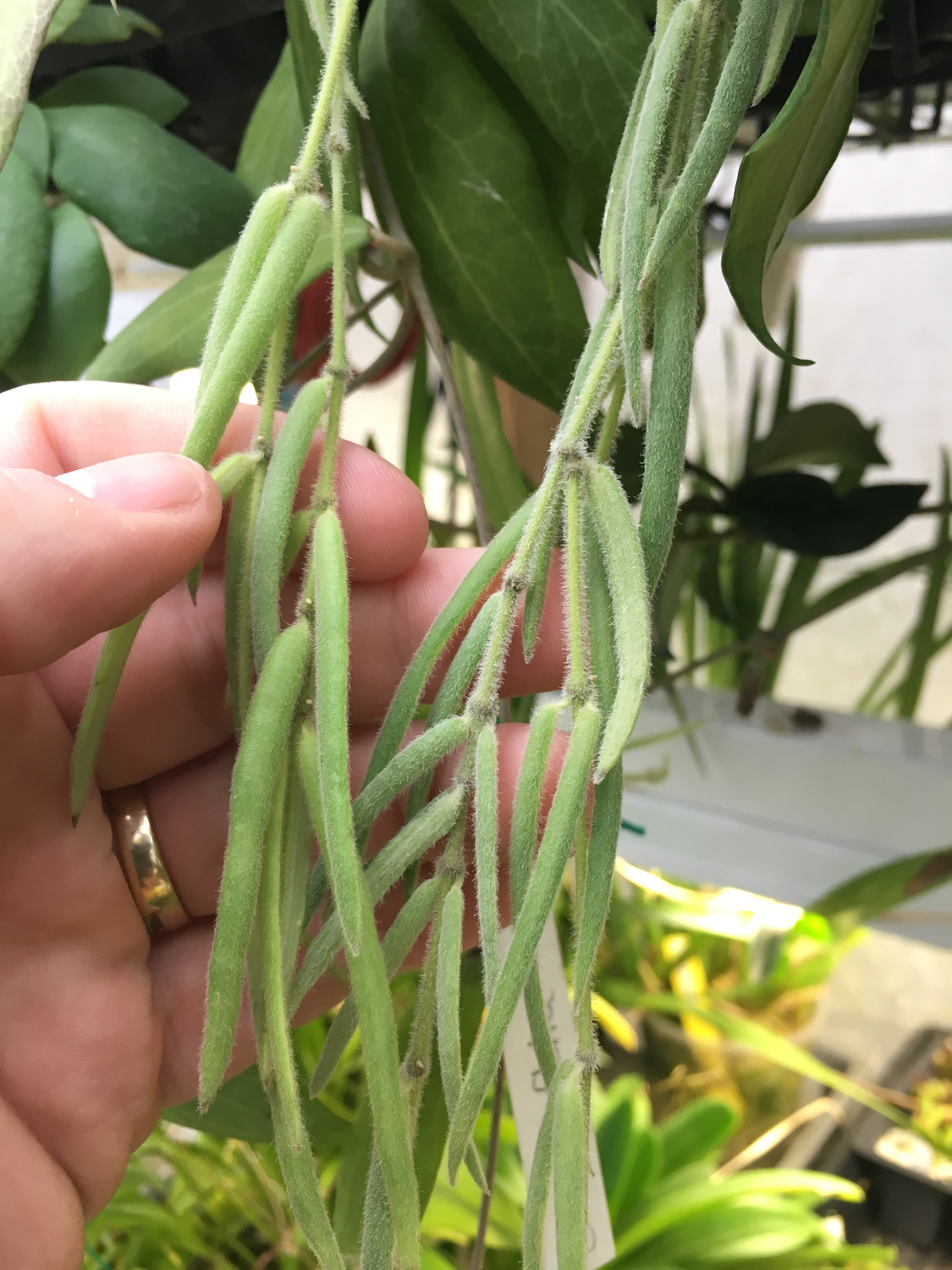 Hoya linearis (Unrooted Cutting)