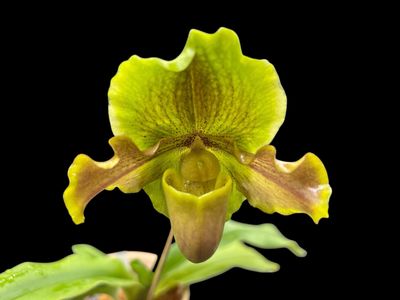 Paphiopedilum Miya Green Parade x barbigerum - Blooming Size! 