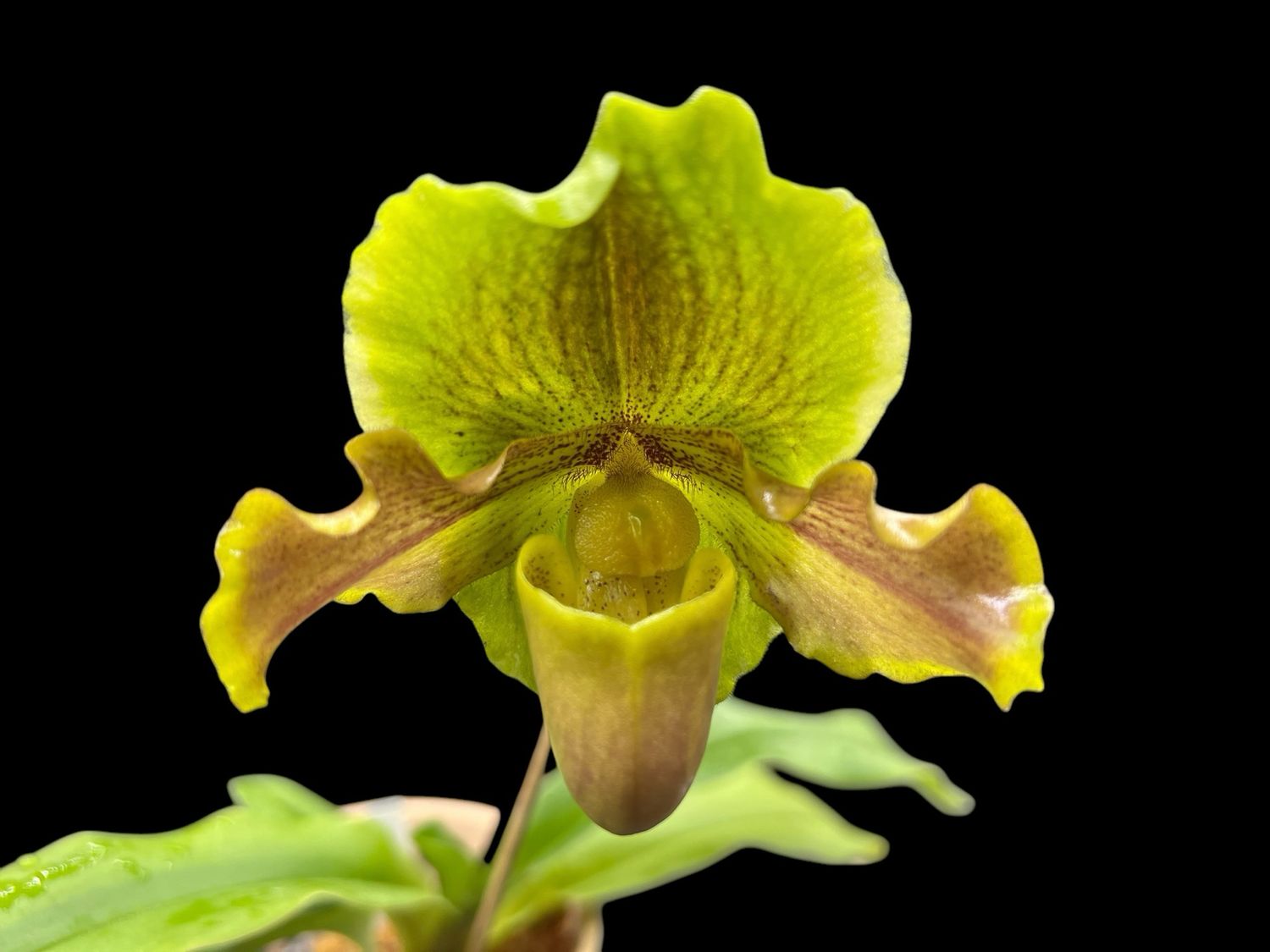 Paphiopedilum Miya Green Parade x barbigerum - Blooming Size! 