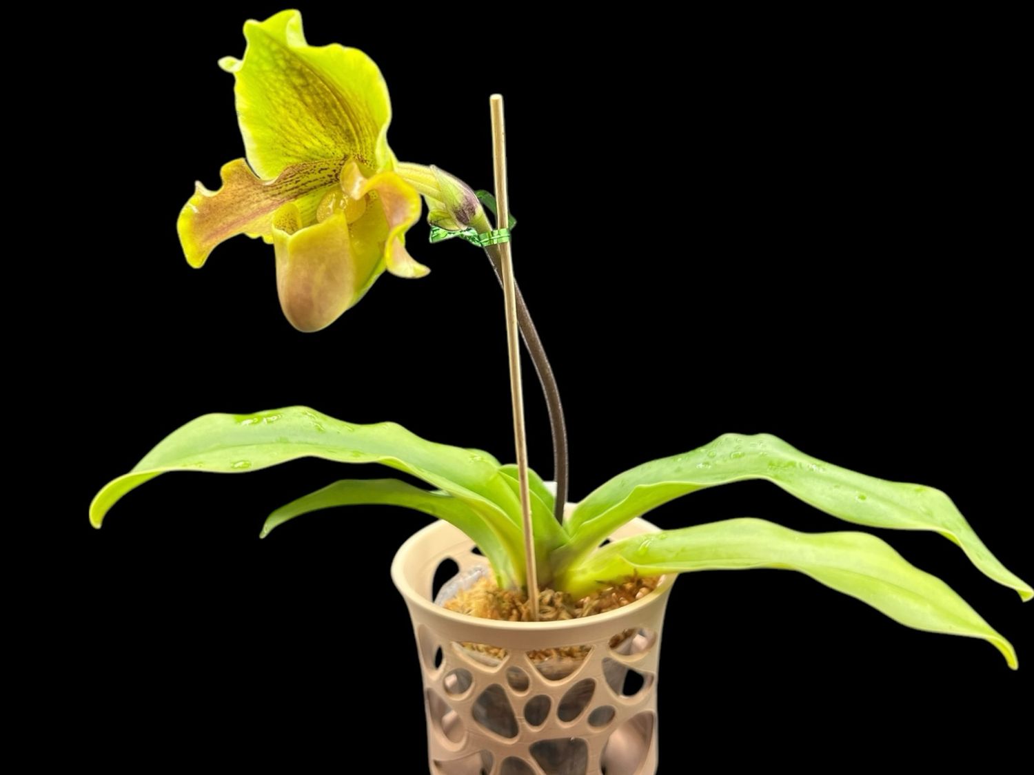 Paphiopedilum Miya Green Parade x barbigerum - Near Blooming Size! 