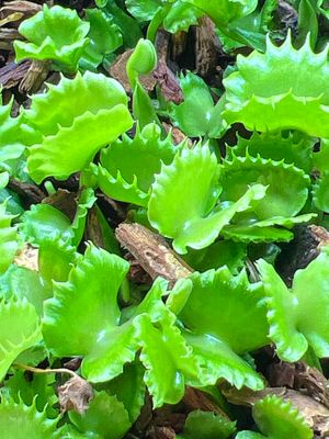 Dionaea muscipula “Frilled Werewolf” Venus Flytrap (Small) 