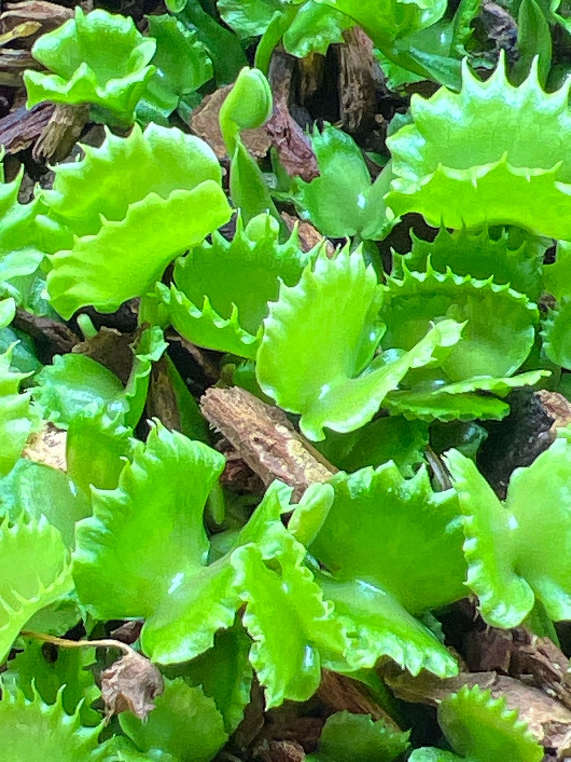Dionaea muscipula “Frilled Werewolf” Venus Flytrap (Small) 