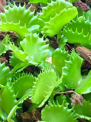 Dionaea muscipula “Frilled Werewolf” Venus Flytrap (Small) 