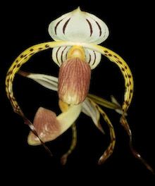 Paphiopedilum stonei (&#39;High Five&#39; x &#39; Red Pouch&#39;)