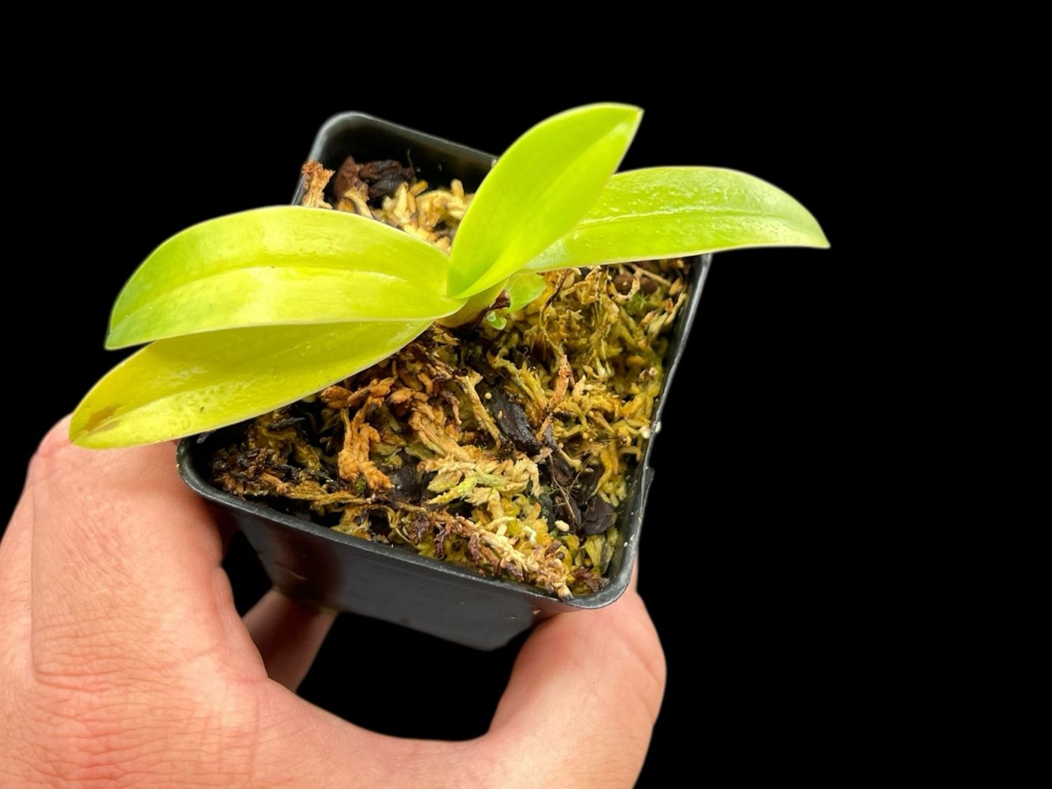Paphiopedilum stonei ('High Five' x ' Red Pouch')