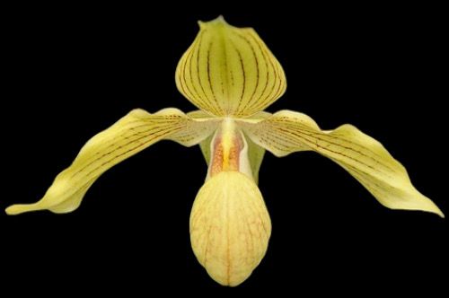 Paphiopedilum  Dollgoldi &#39;Gold Standard&#39; x hangianum &#39;Blumen Insel&#39;