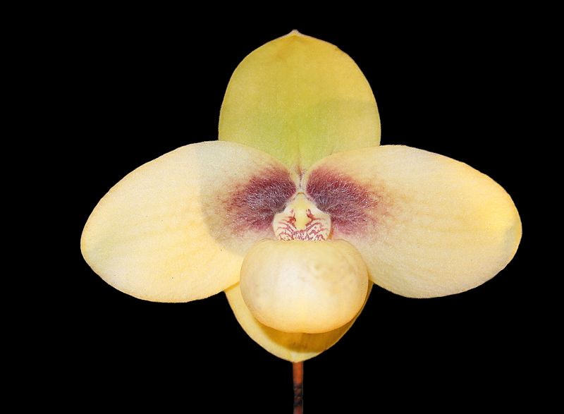 Paphiopedilum  Dollgoldi 'Gold Standard' x hangianum 'Blumen Insel'