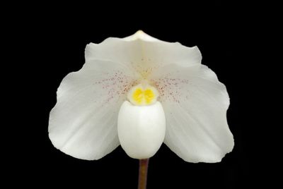 Paphiopedilum niveum &#39;Perfect Moon&#39; x &#39;Sunflowers&#39;