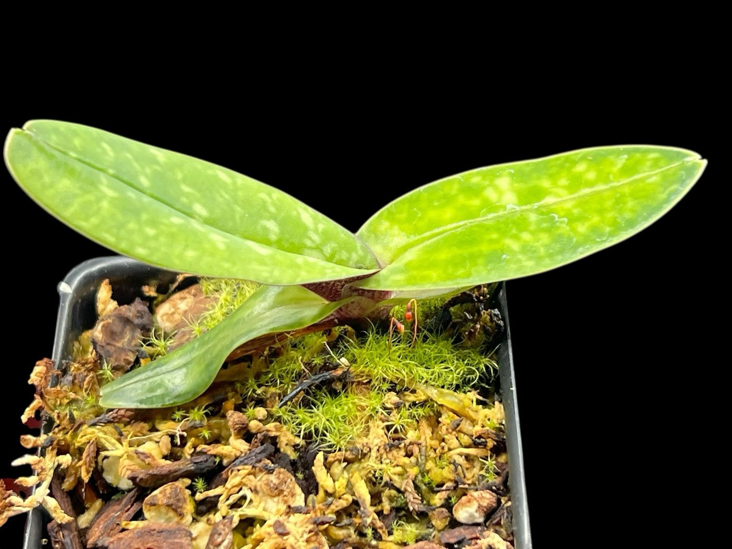 Paphiopedilum niveum 'Perfect Moon' x 'Sunflowers'