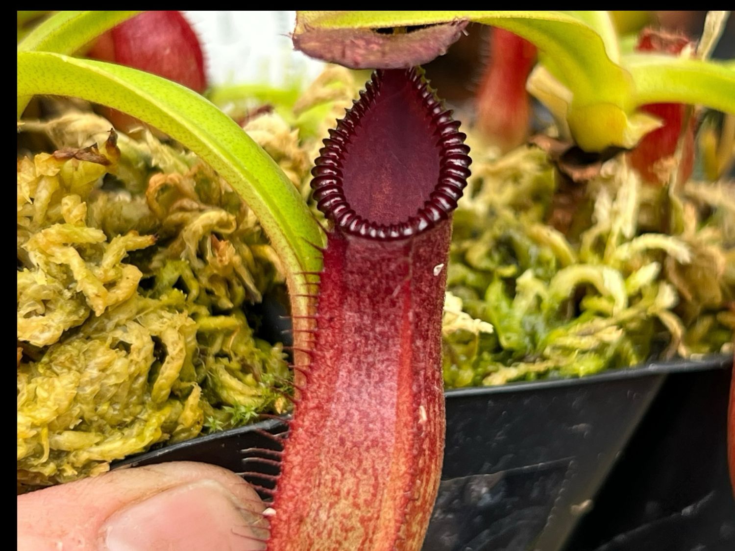 Nepenthes hamata x edwardsiana (Small) 
