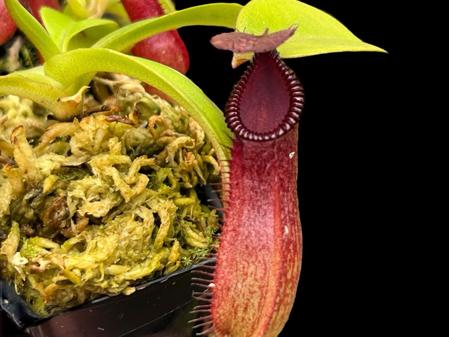 Nepenthes hamata x edwardsiana (Small) 