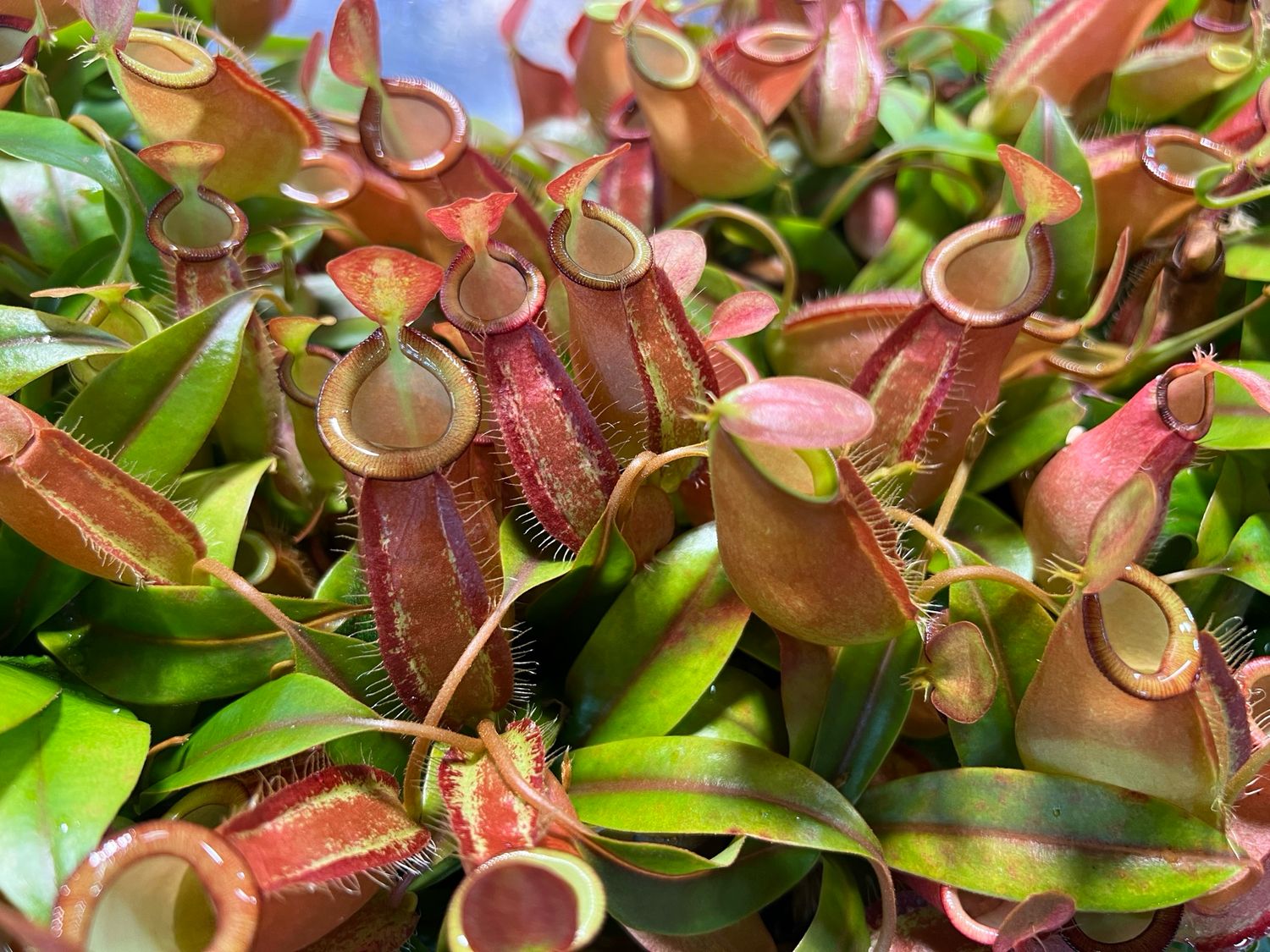 Nepenthes Crimson Kiss