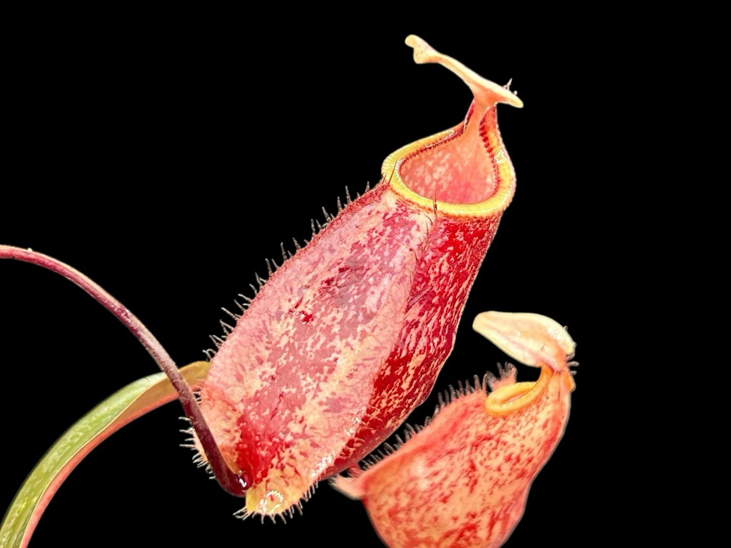 Nepenthes Suki - Large