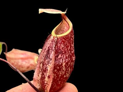 Nepenthes Suki - Large