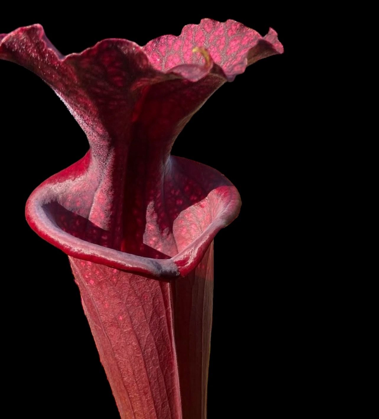 Sarracenia ‘Saurus’ Medium Single Division 