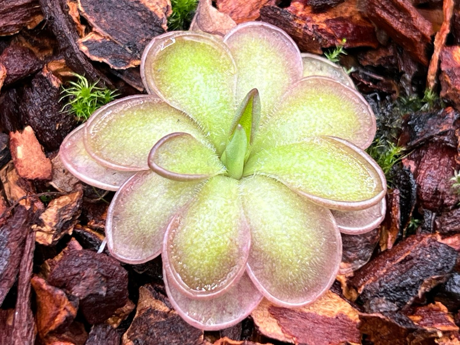 Pinguicula Malibu Barbie (small) Limited!