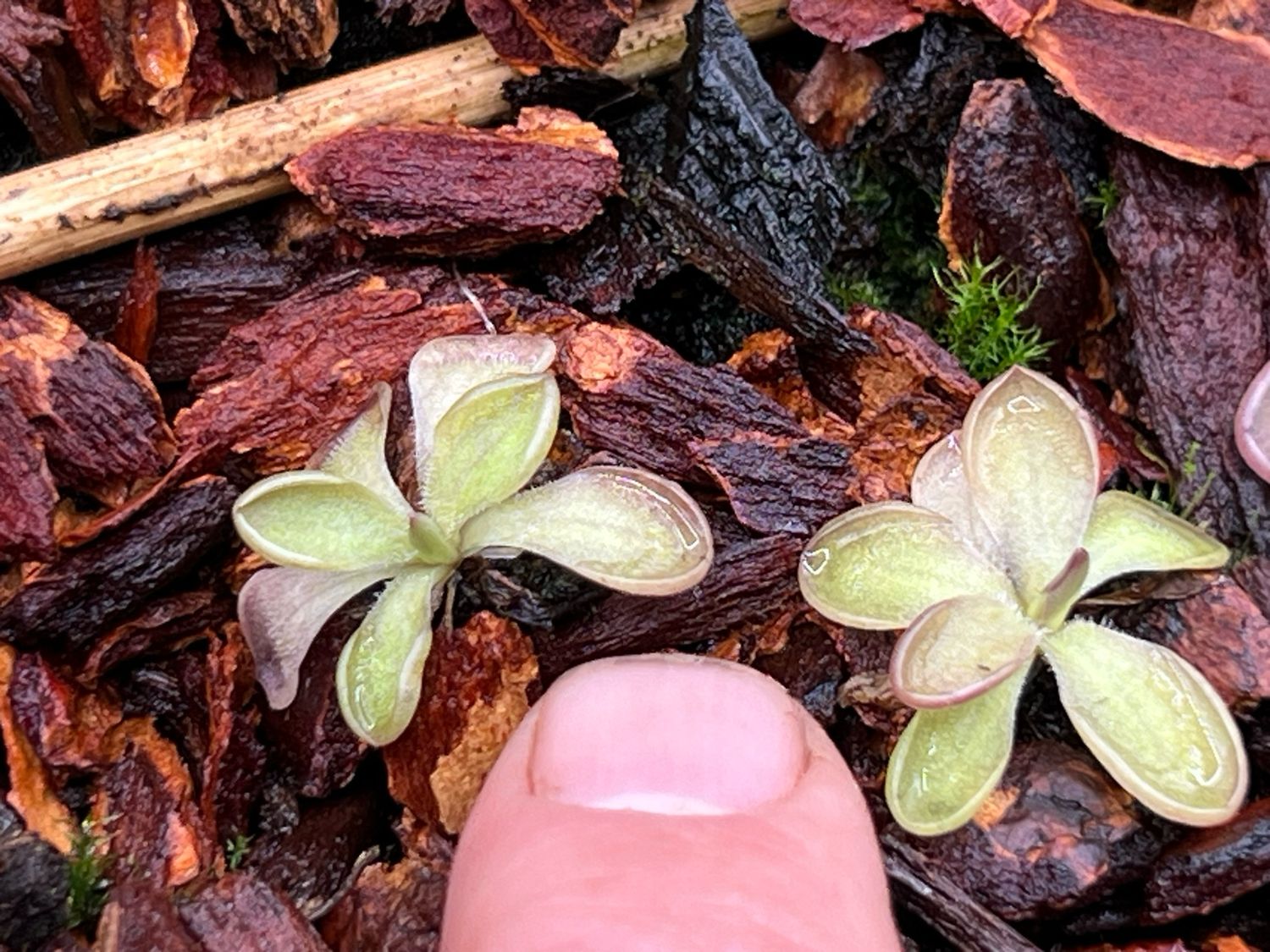 Pinguicula Malibu Barbie (small) Limited!