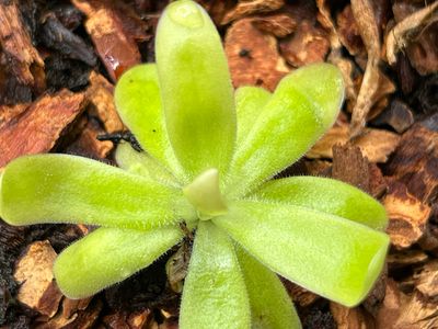 Pinguicula moranensis var. roseii (RC Clone)
