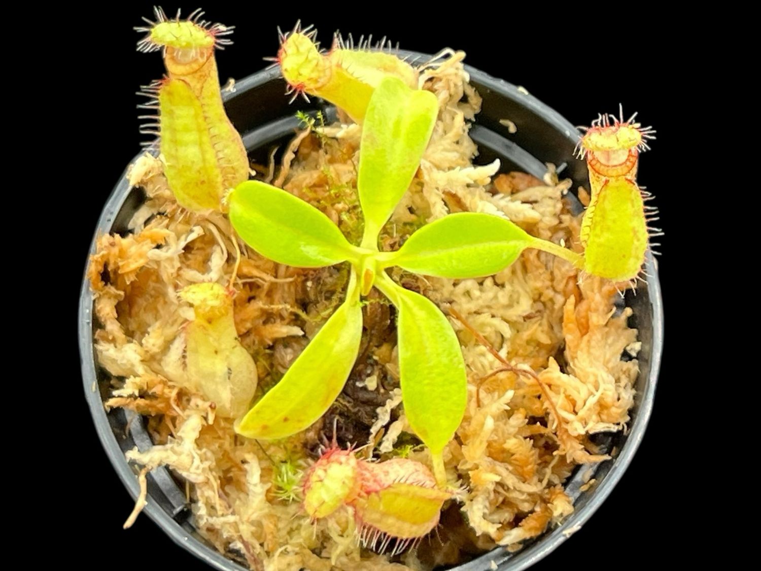 Nepenthes robcantleyi x hamata - BGH Seed Grown (X-Sm) 