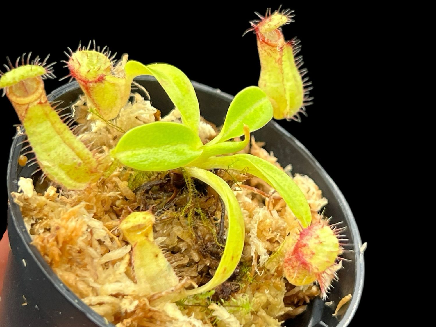 Nepenthes robcantleyi x hamata - BGH Seed Grown (X-Sm) 