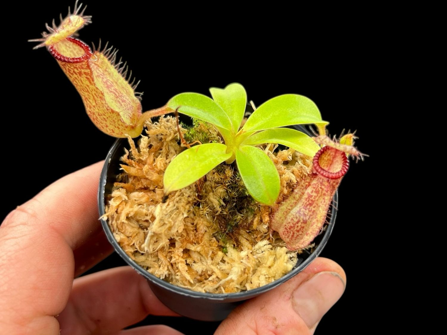 Nepenthes robcantleyi x hamata - BGH Seed Grown (Small) 