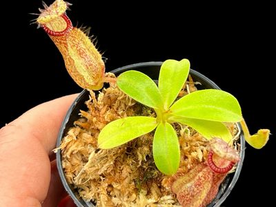 Nepenthes robcantleyi x hamata - BGH Seed Grown (Small) 