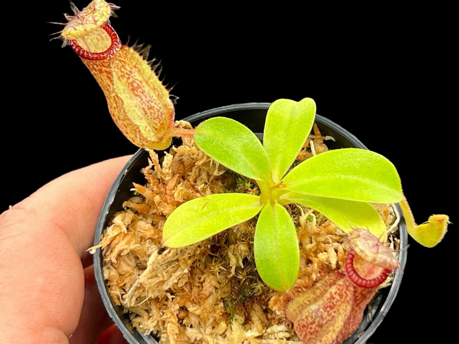 Nepenthes robcantleyi x hamata - BGH Seed Grown (Small) 