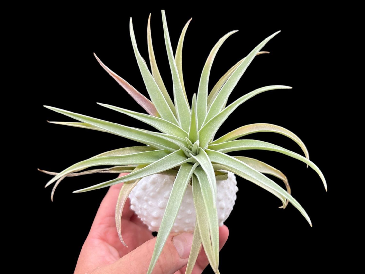 Tillandsia Sea Urchin Display