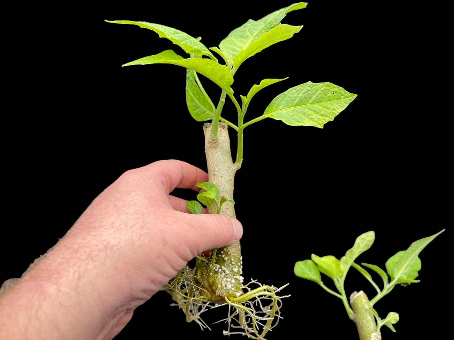 Brugmansia ‘Pickering Salmon’ - Rooted Cuttings