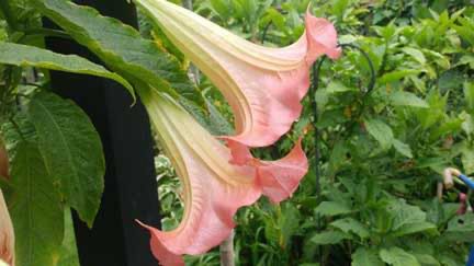 Brugmansia ‘Pickering Salmon’ - Rooted Cuttings