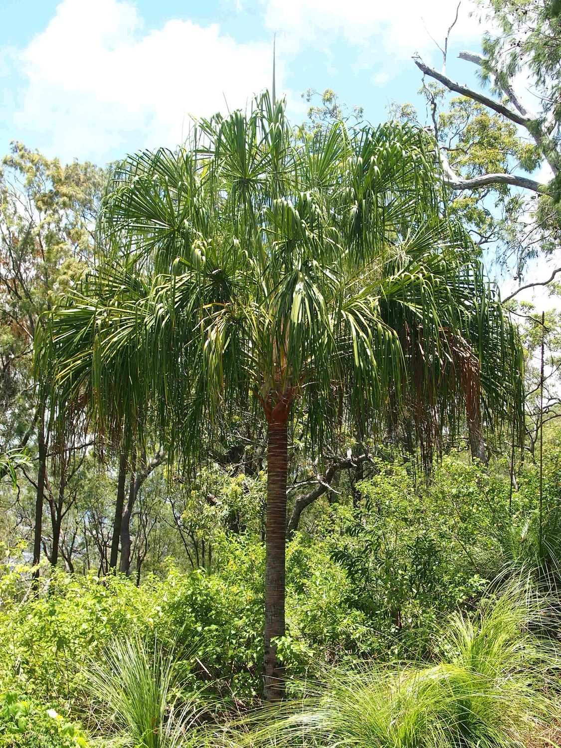 Livistona decora