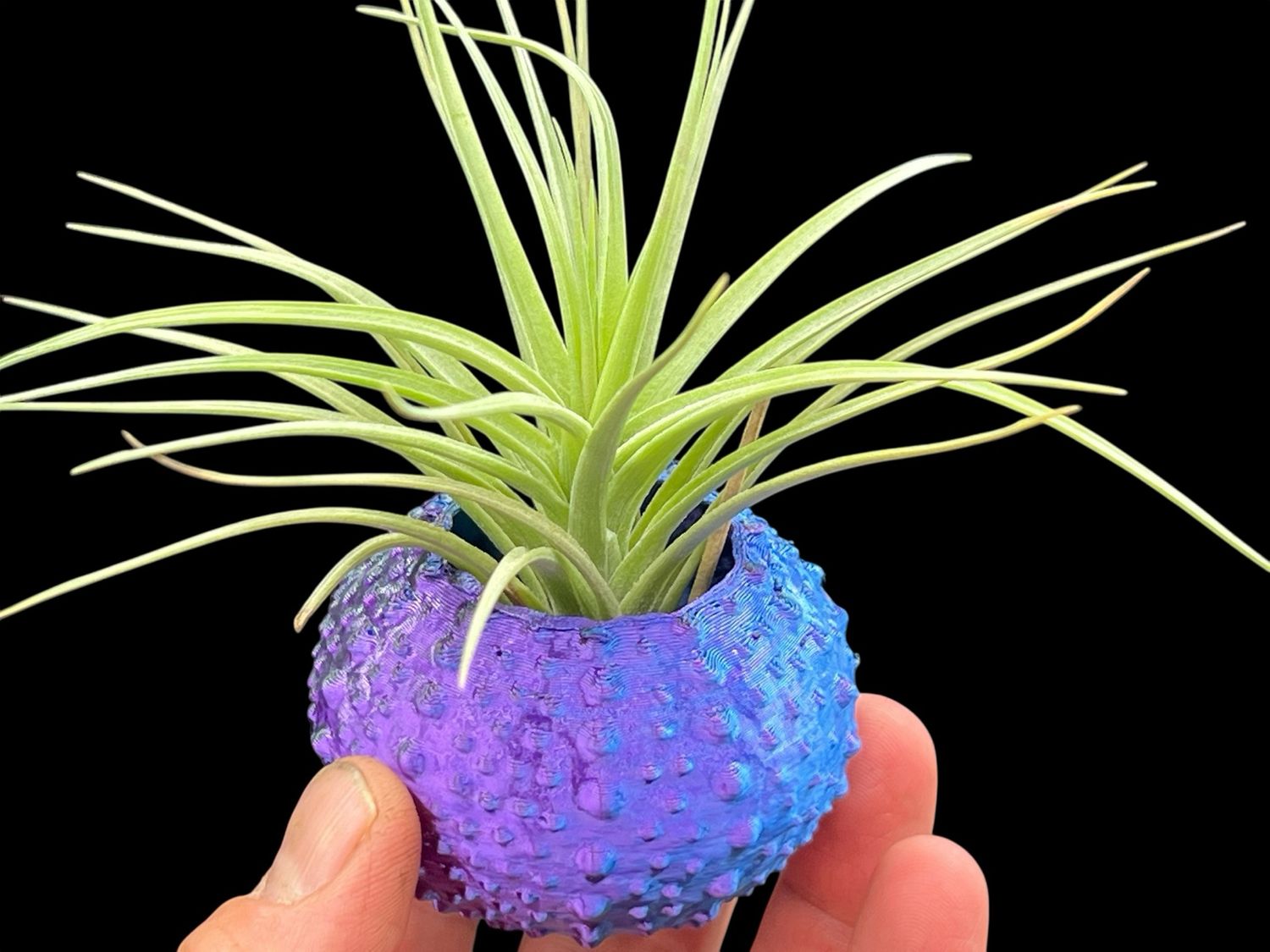 Tillandsia Sea Urchin Display