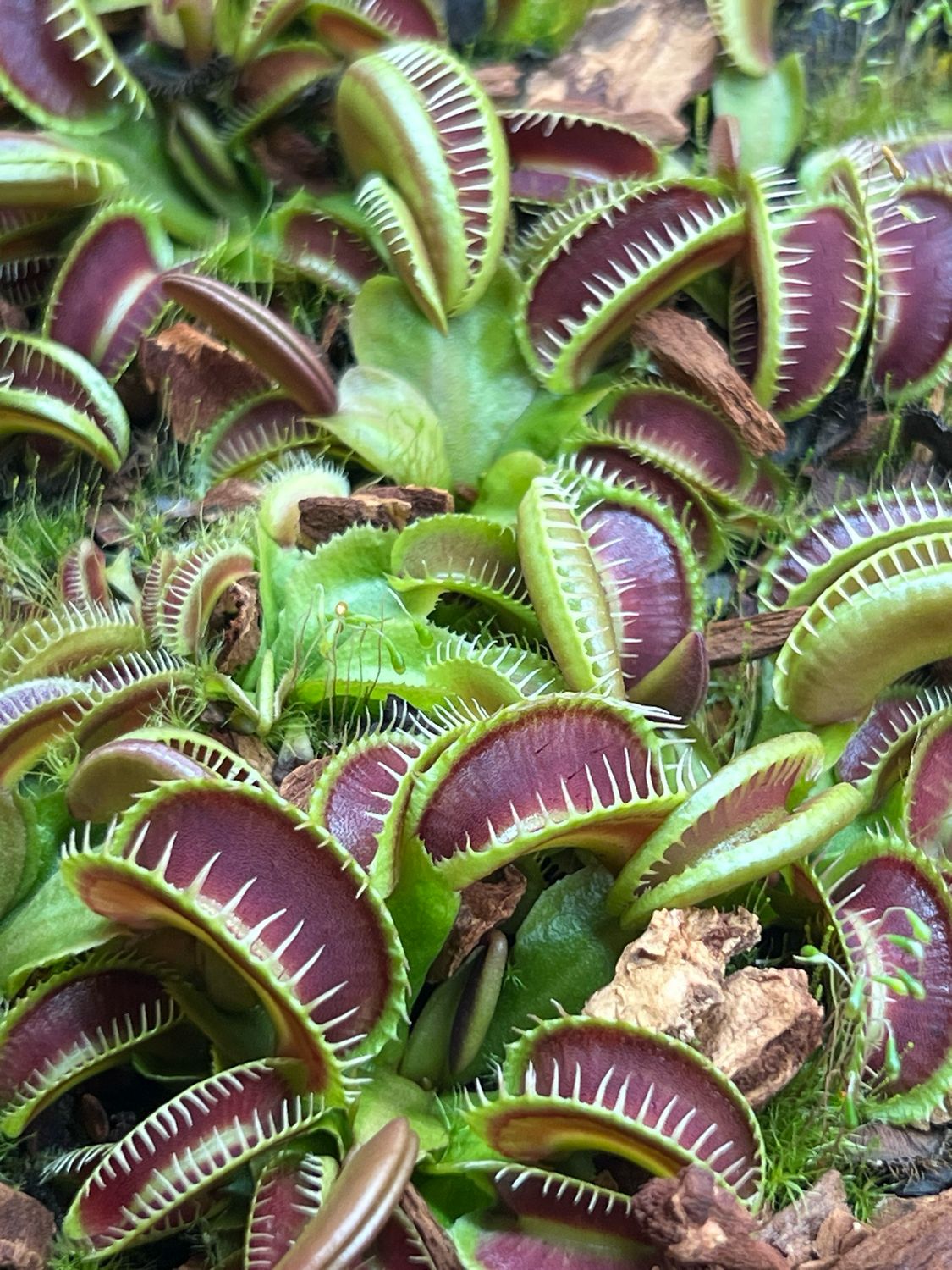 Dionaea muscipula GJ Maratchi (small)