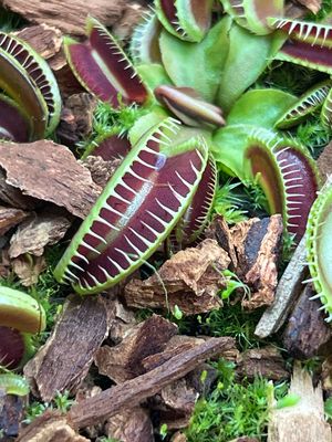Dionaea muscipula GJ Maratchi (small)