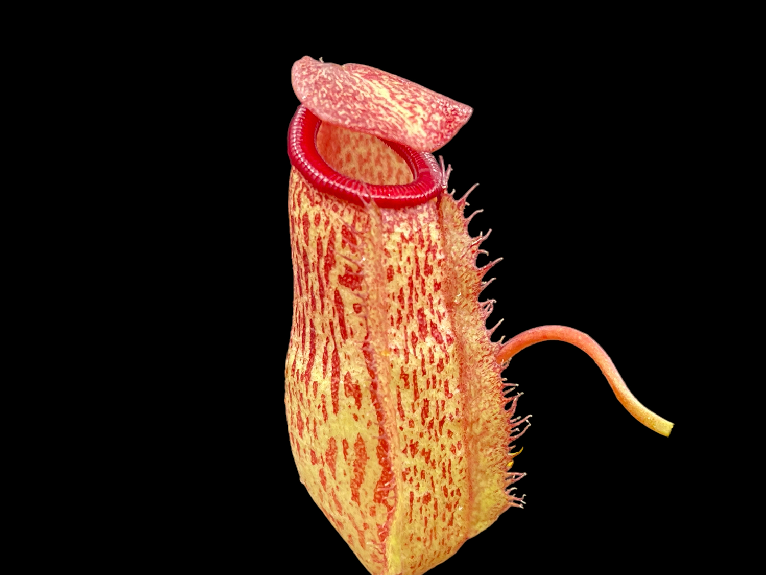 Nepenthes Mimi’s Kiss (Small)
