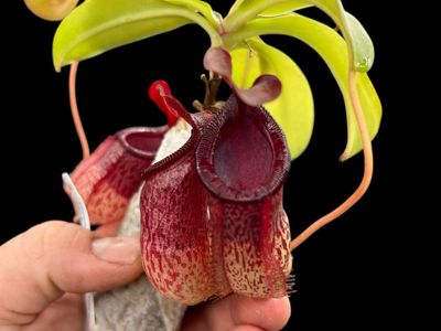 Nepenthes Mimi’s Kiss (Medium) 