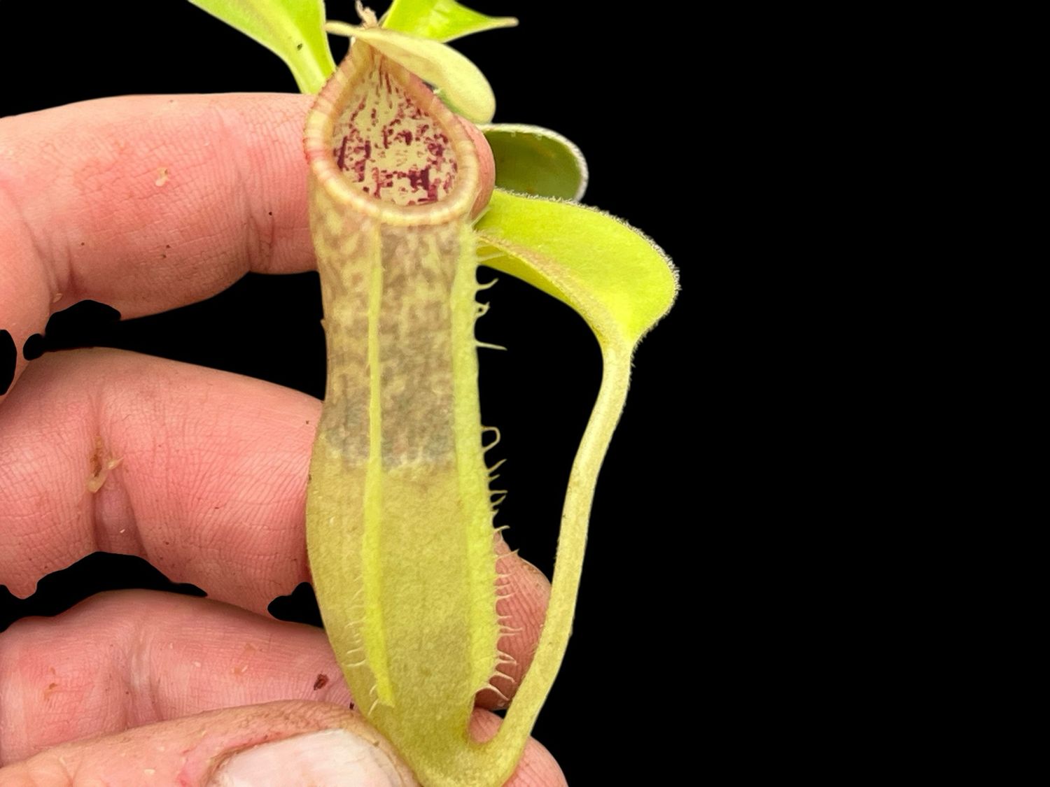 Nepenthes spathulata x (pilosa x veitchii) 