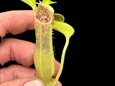 Nepenthes spathulata x (pilosa x veitchii) 