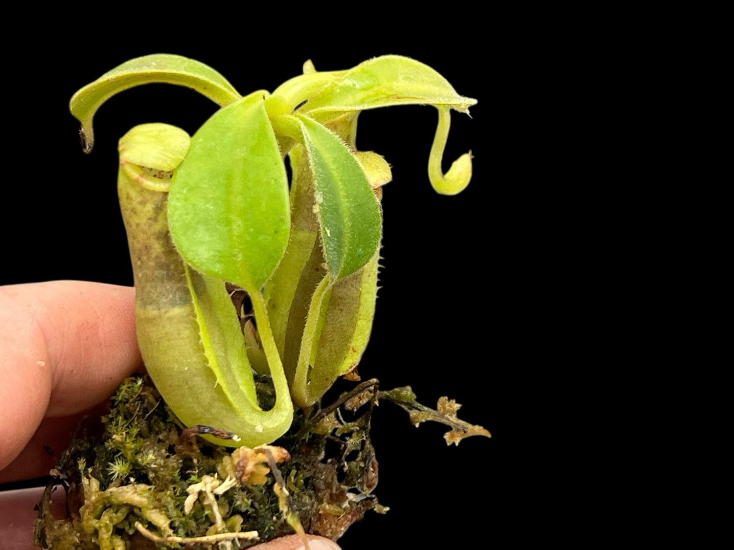 Nepenthes spathulata x (pilosa x veitchii) 