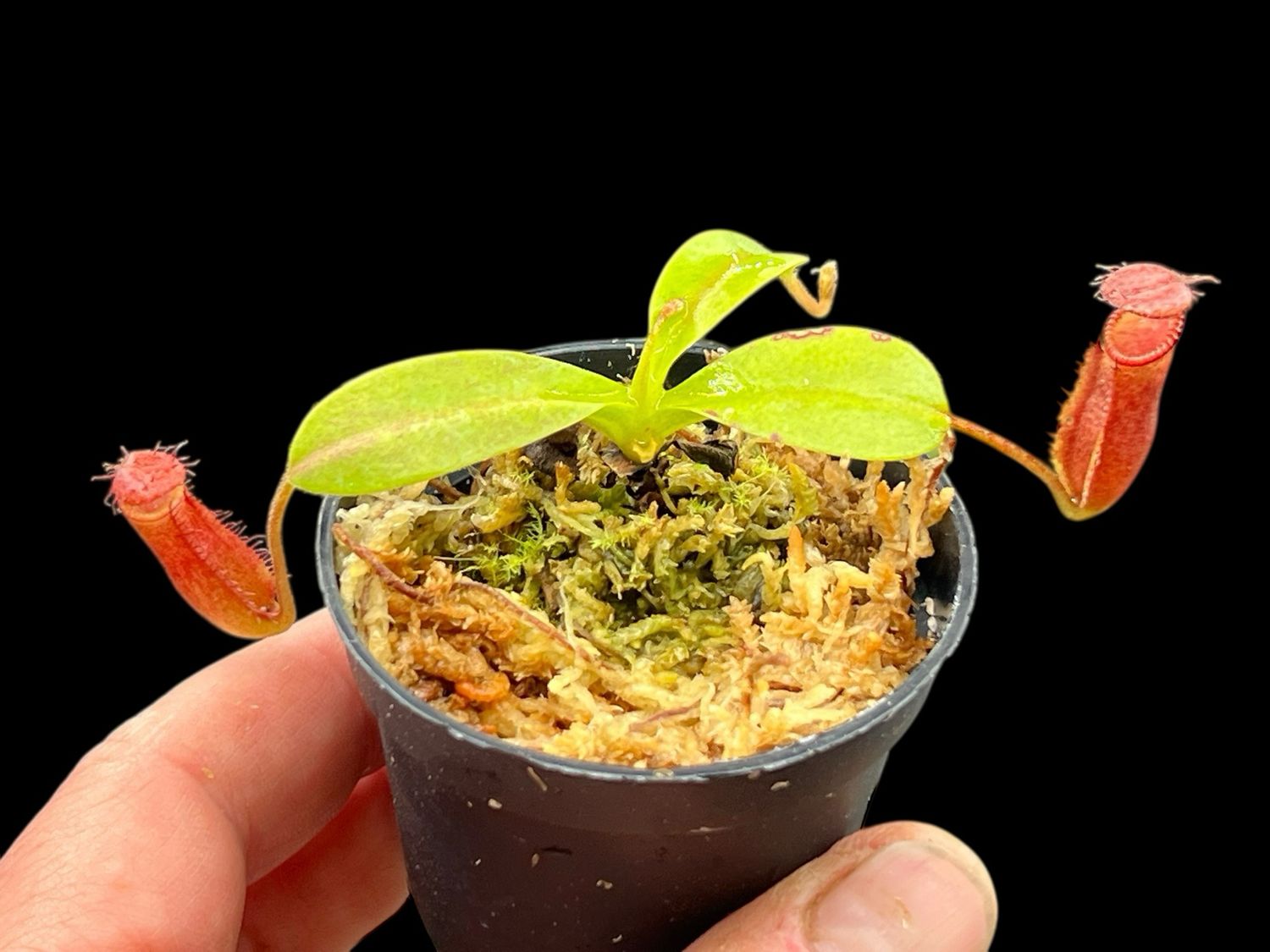 Nepenthes hamata x villosa Yasuhide Nakagawa Clone (Small)