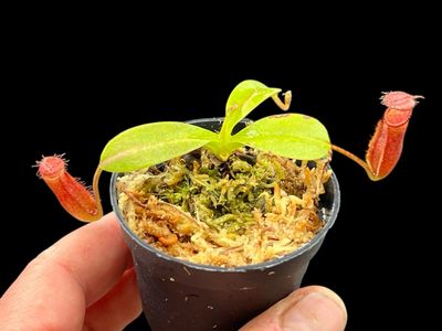 Nepenthes hamata x villosa Yasuhide Nakagawa Clone (Small)