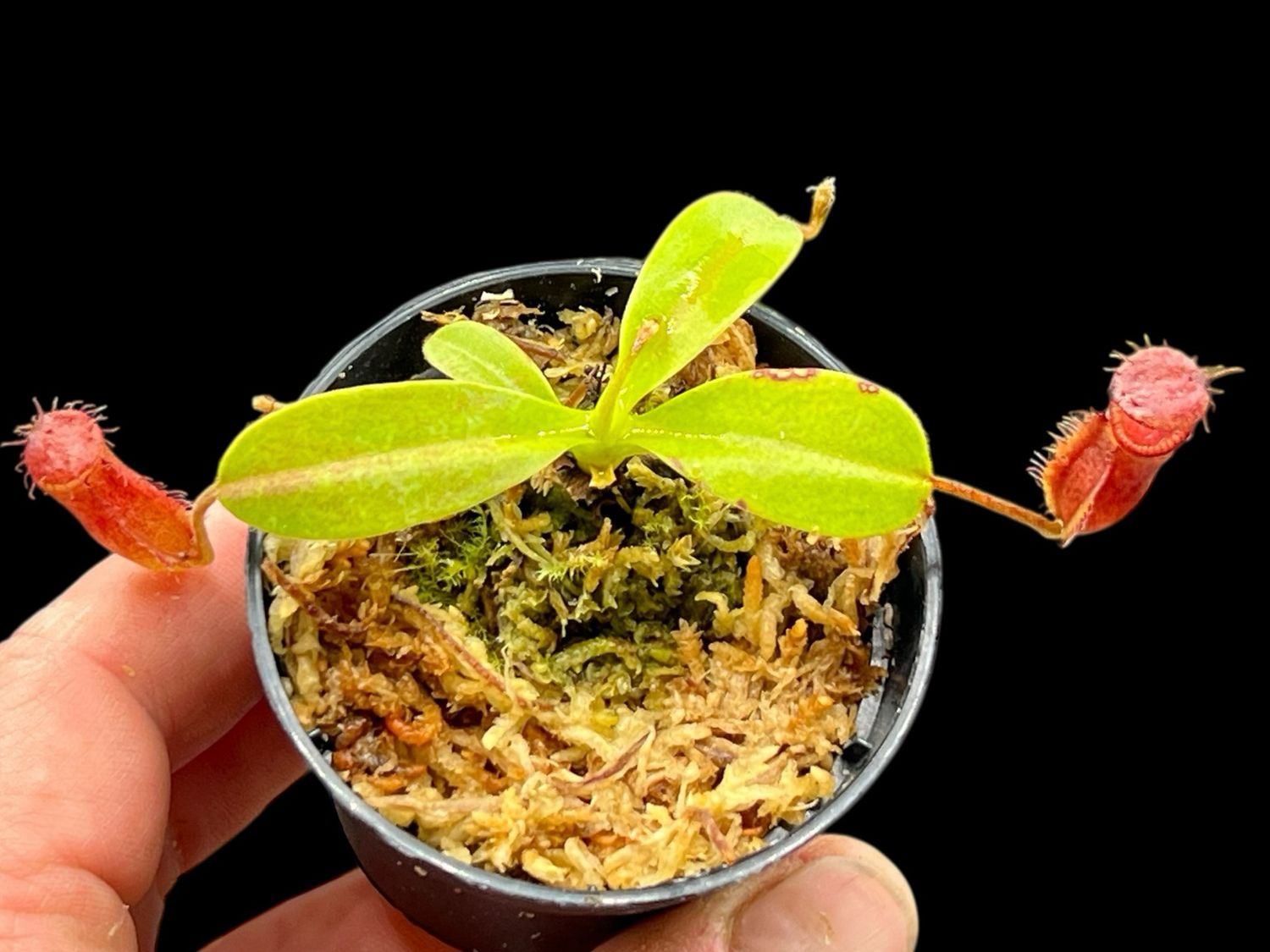 Nepenthes hamata x villosa Yasuhide Nakagawa Clone (Small)