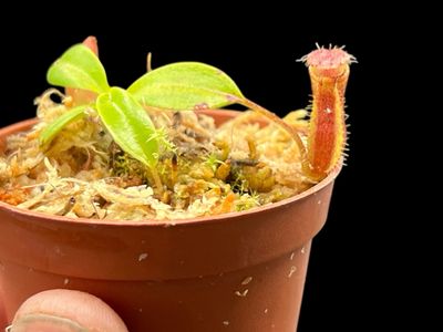 Nepenthes hamata x villosa Yasuhide Nakagawa Clone (X-Small)