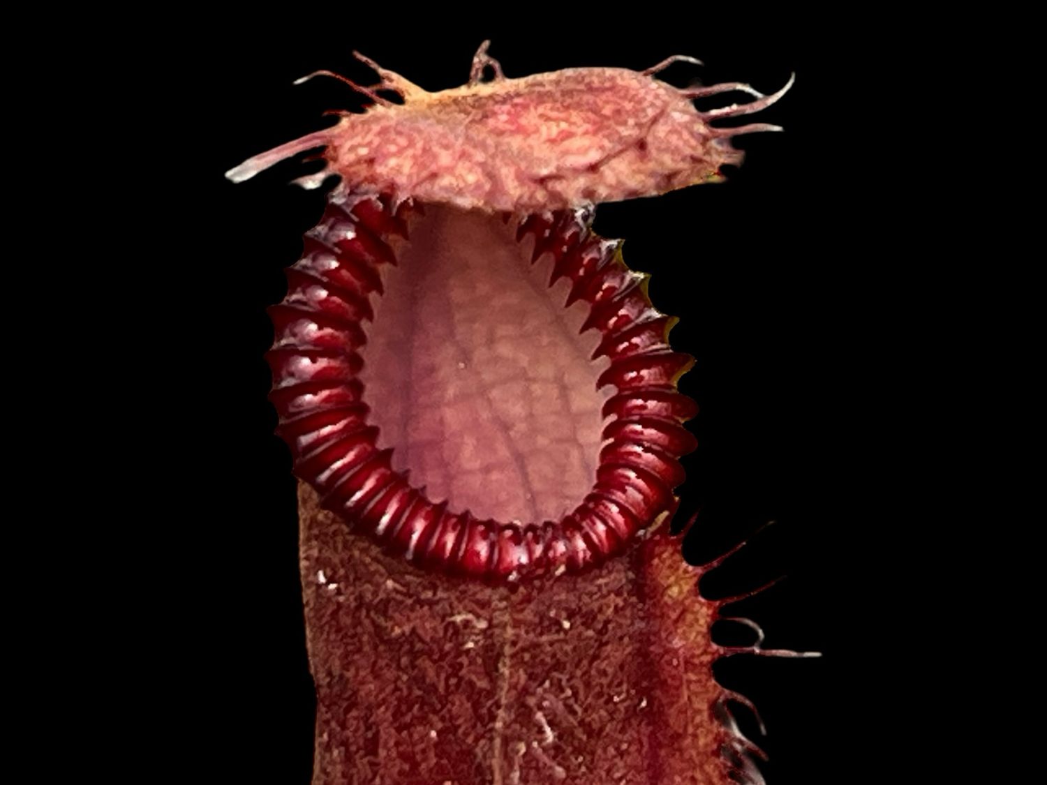 Nepenthes hamata x (vilosa x edwardsiana) Yasuhide Nakagawa Clone (X-Small)
