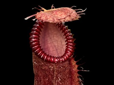 Nepenthes hamata x (vilosa x edwardsiana) Yasuhide Nakagawa Clone (X-Small)