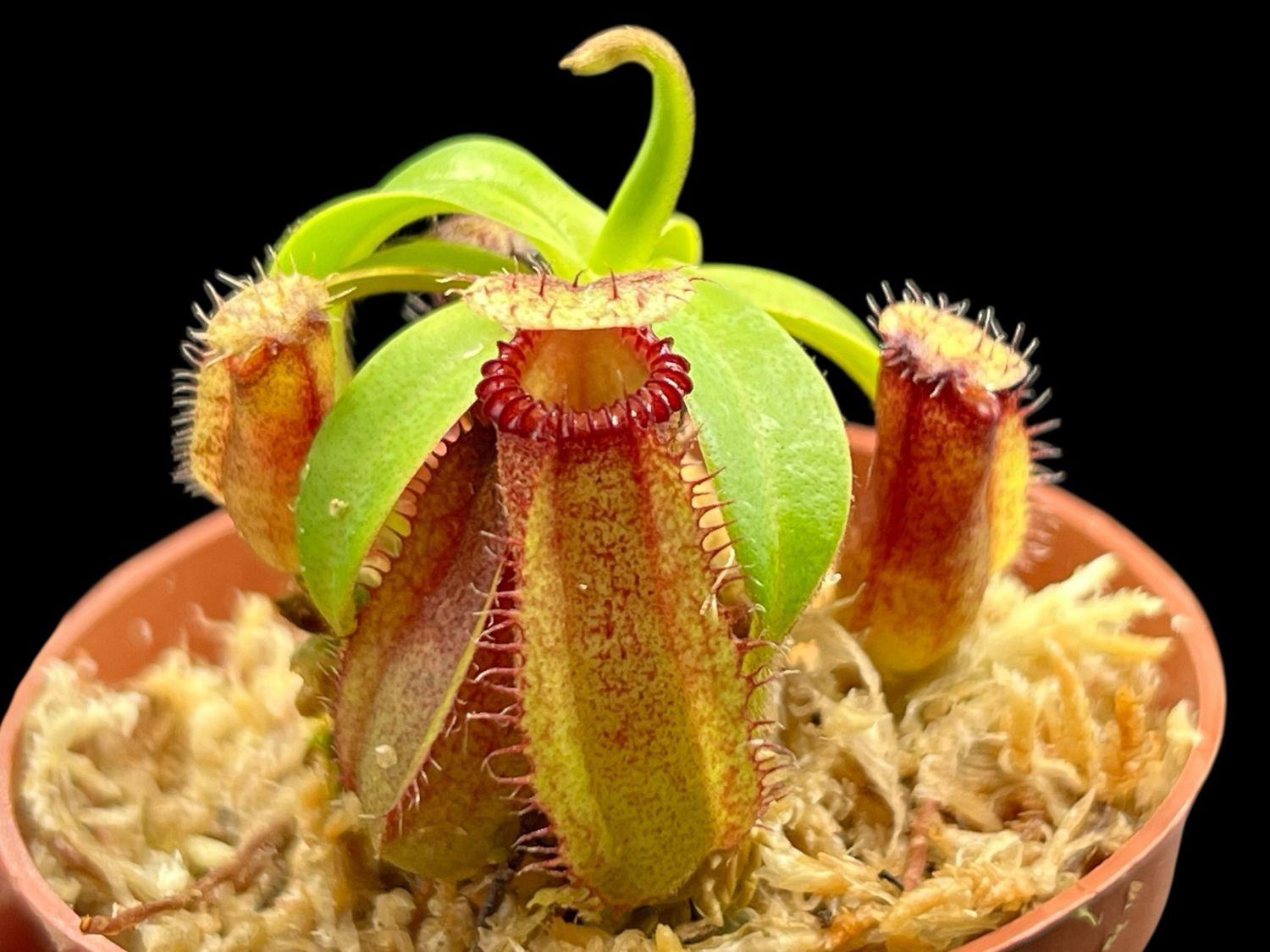 Nepenthes hamata x (villosa x edwardsiana) Yasuhide Nakagawa Clone (Small)