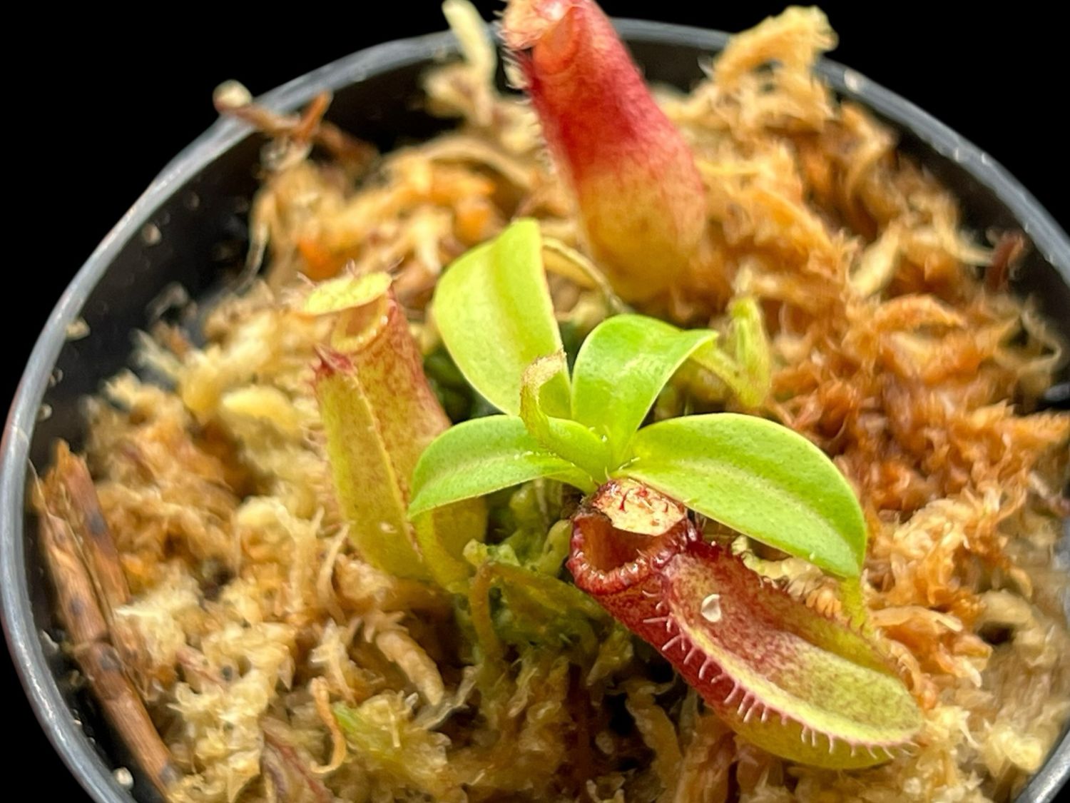 Nepenthes hamata x (villosa x edwardsiana) Yasuhide Nakagawa Clone (X-Small)